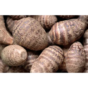 Fresh Taro Root 